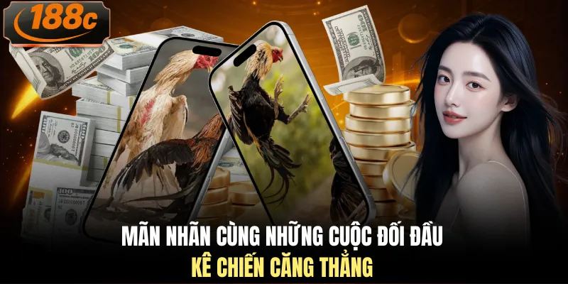 Mãn nhãn cùng những cuộc đối đầu kê chiến căng thẳng